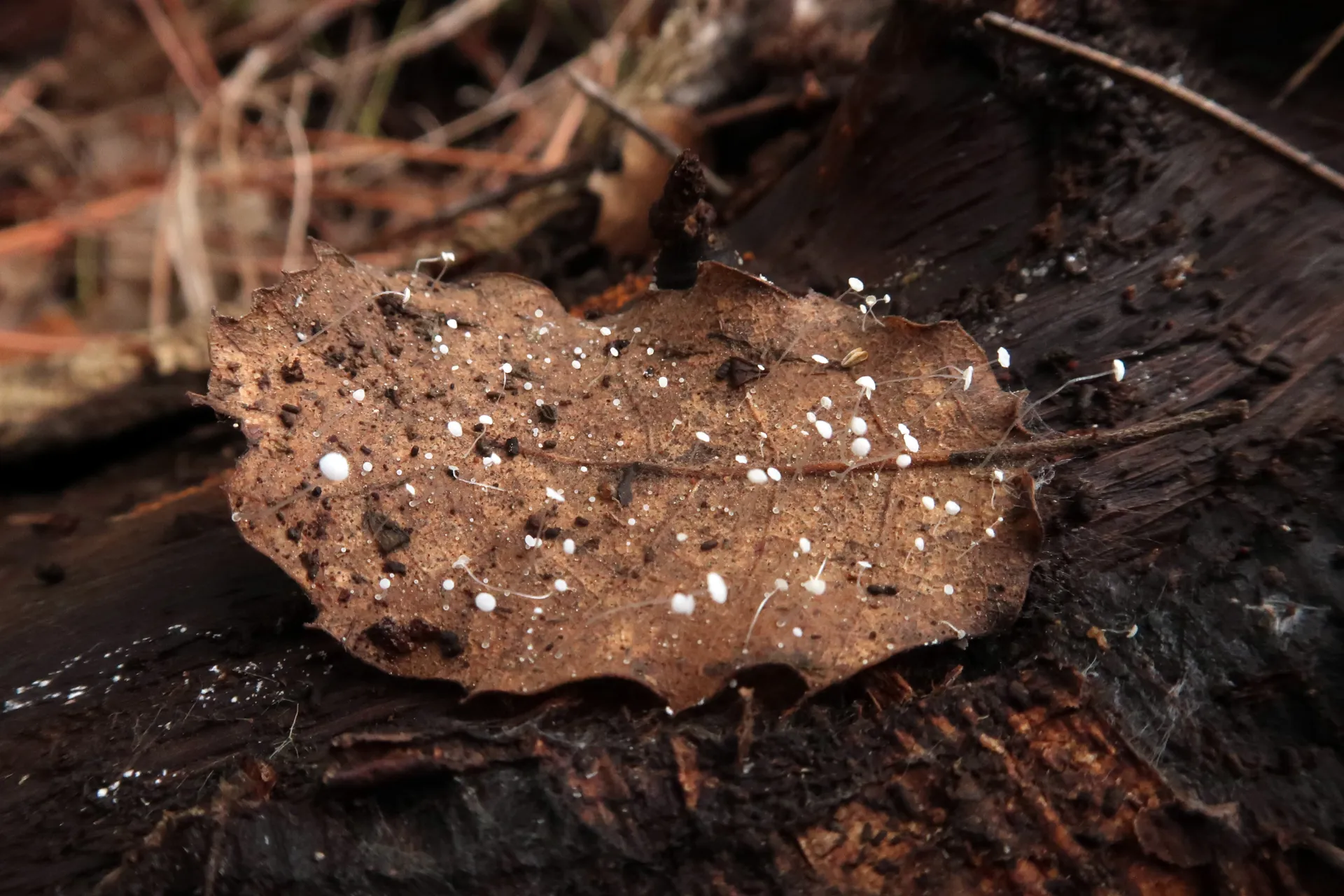 Mycena mucor - 1 - IMG_8425